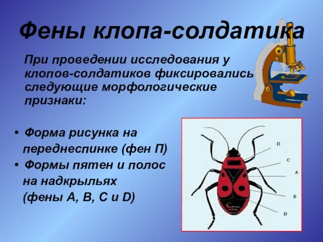 Фены клопа-солдатика При проведении исследования у клопов-солдатиков фиксировались следующие морфологические признаки: Форма