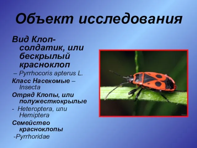 Объект исследования Вид Клоп-солдатик, или бескрылый красноклоп – Pyrrhocoris apterus L. Класс