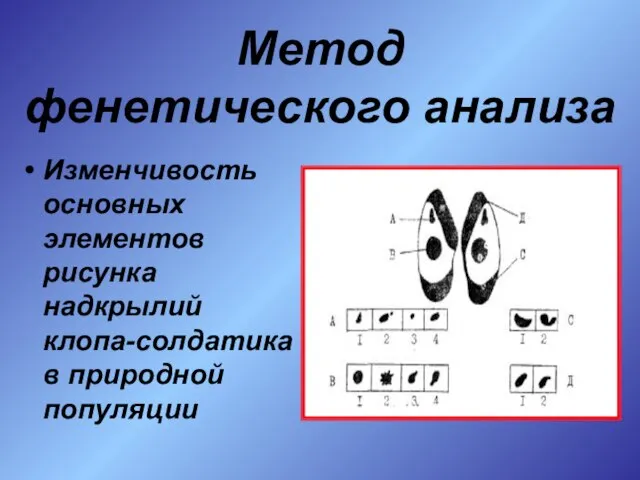 Метод фенетического анализа Изменчивость основных элементов рисунка надкрылий клопа-солдатика в природной популяции