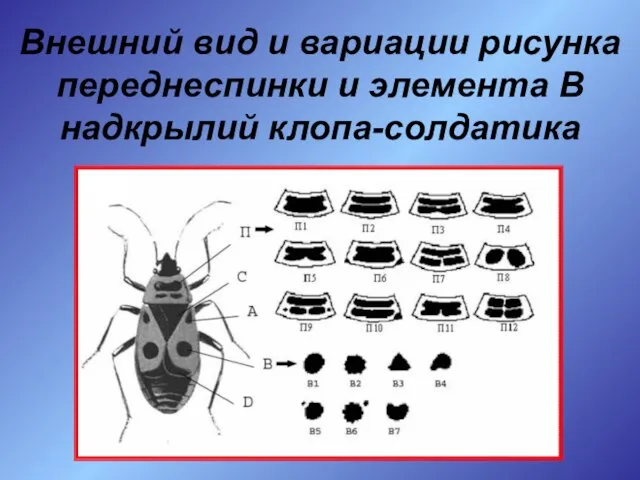 Внешний вид и вариации рисунка переднеспинки и элемента В надкрылий клопа-солдатика