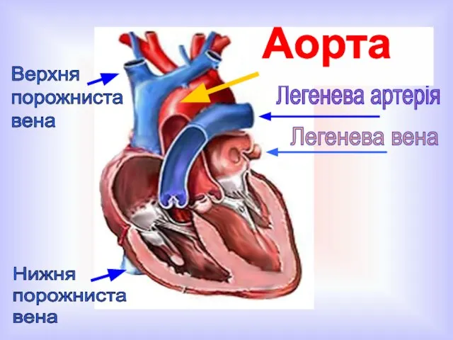 Легенева артерія Аорта Легенева вена Верхня порожниста вена Нижня порожниста вена
