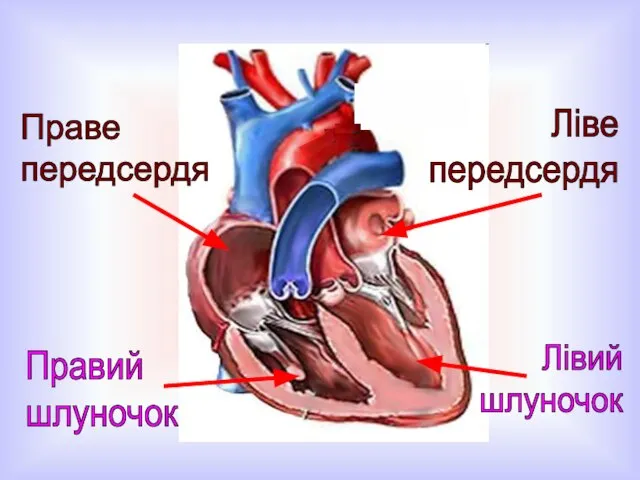 Праве передсердя Ліве передсердя Правий шлуночок Лівий шлуночок