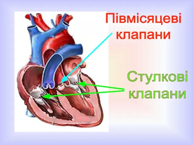 Півмісяцеві клапани Стулкові клапани