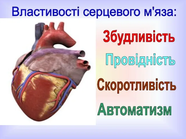 Властивості серцевого м'яза: Збудливість Провідність Скоротливість Автоматизм