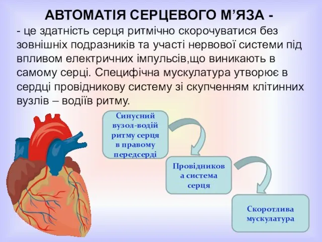 АВТОМАТІЯ СЕРЦЕВОГО М’ЯЗА - - це здатність серця ритмічно скорочуватися без зовнішніх