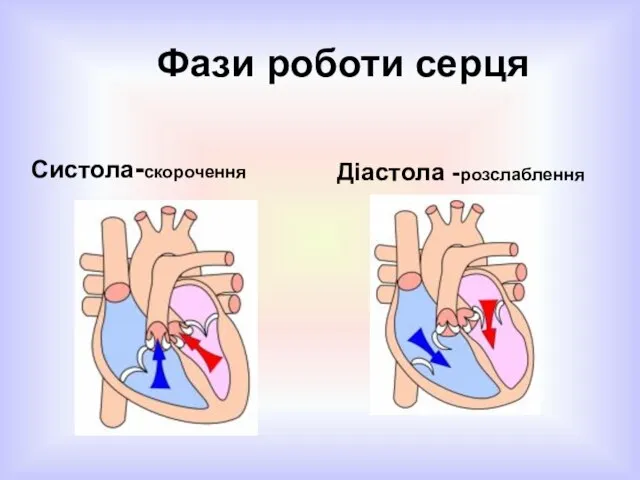 Фази роботи серця Систола-скорочення Діастола -розслаблення