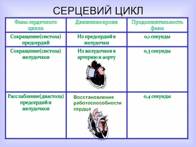 СЕРЦЕВИЙ ЦИКЛ Восстановление работоспособности сердца