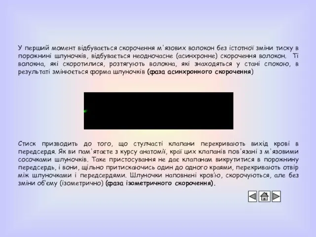 У перший момент відбувається скорочення м'язових волокон без істотної зміни тиску в