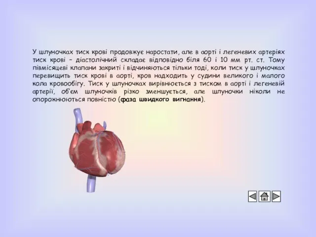 У шлуночках тиск крові продовжує наростати, але в аорті і легеневих артеріях