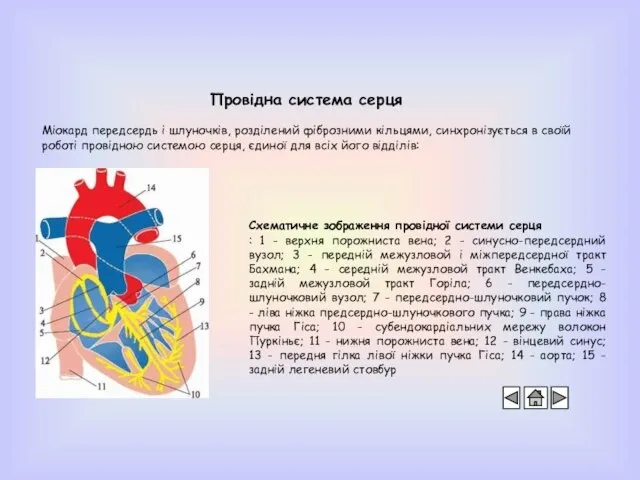 Провідна система серця Міокард передсердь і шлуночків, розділений фіброзними кільцями, синхронізується в