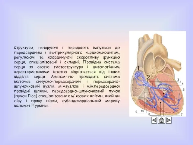 Структури, генеруючі і передають імпульси до передсердним і вентрикулярного кардиомиоцитам, регулюючі та