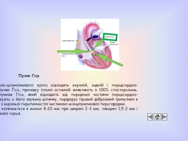 Пучок Гіса Від передсердно-шлуночкового вузла відходять верхній, задній і передсердно-шлуночковий пучки Гіса,