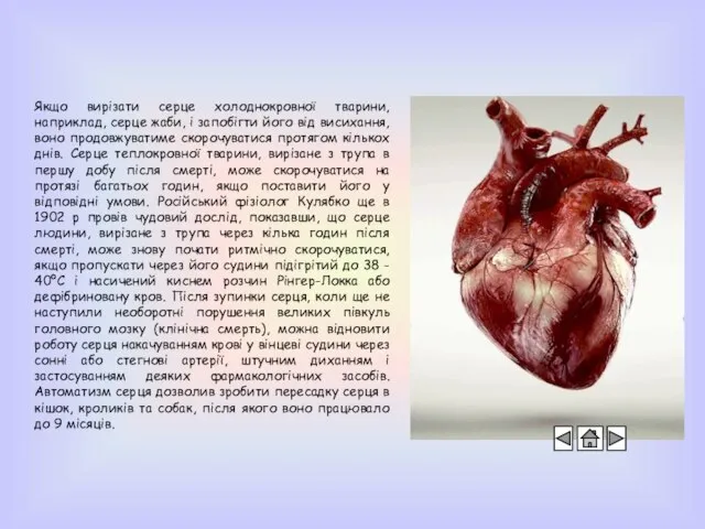 Якщо вирізати серце холоднокровної тварини, наприклад, серце жаби, і запобігти його від