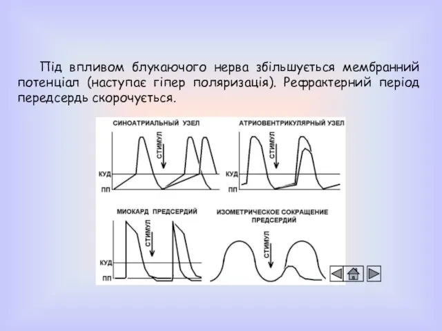 Під впливом блукаючого нерва збільшується мембранний потенціал (наступає гіпер поляризація). Рефрактерний період передсердь скорочується.