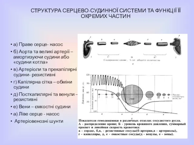 СТРУКТУРА СЕРЦЕВО-СУДИННОЇ СИСТЕМИ ТА ФУНКЦІЇ ЇЇ ОКРЕМИХ ЧАСТИН а) Праве серце- насос