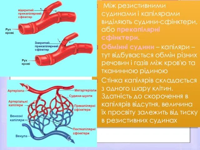 Між резистивними судинами і капілярами виділяють судини-сфінктери, або прекапілярні сфінктери. Обмінні судини