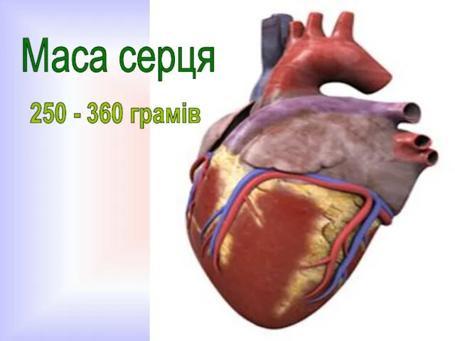 250 - 360 грамів Маса серця