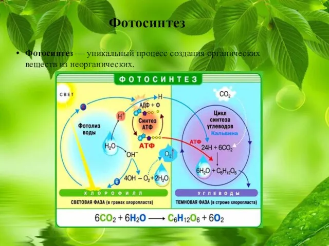 Фотосинтез Фотосинтез — уникальный процесс создания органических веществ из неорганических.