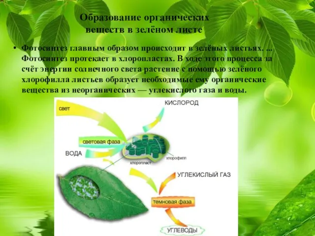 Образование органических веществ в зелёном листе Фотосинтез главным образом происходит в зелёных