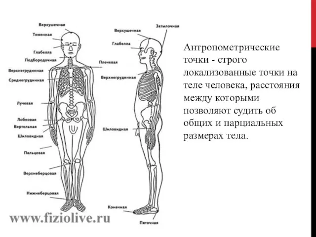 Антропометрические точки - строго локализованные точки на теле человека, расстояния между которыми