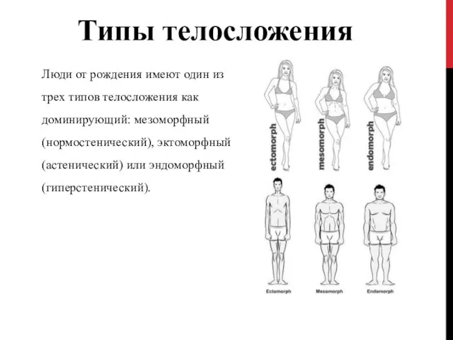Типы телосложения Люди от рождения имеют один из трех типов телосложения как