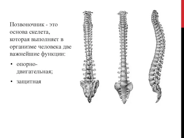 Позвоночник - это основа скелета, которая выполняет в организме человека две важнейшие функции: опорно- двигательная; защитная