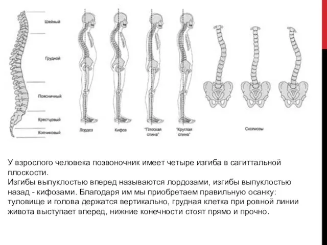 У взрослого человека позвоночник имеет четыре изгиба в сагиттальной плоскости. Изгибы выпуклостью