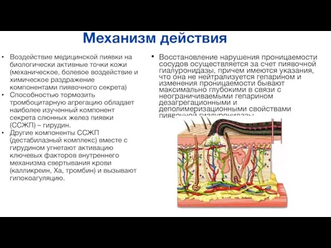 Воздействие медицинской пиявки на биологически активные точки кожи (механическое, болевое воздействие и