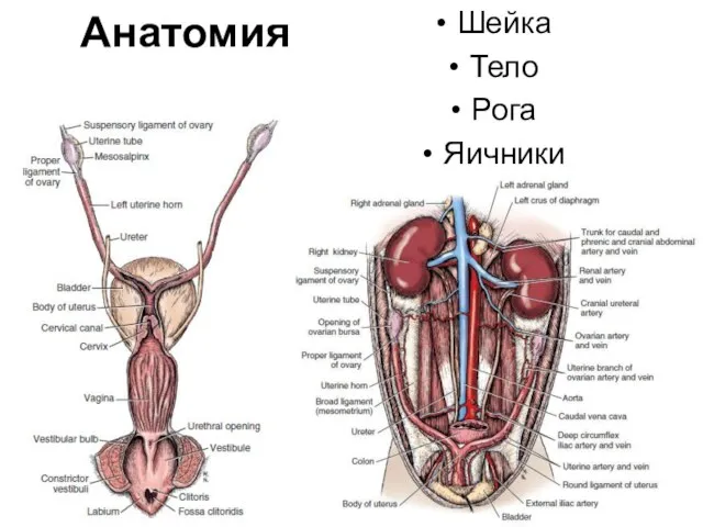 Анатомия Шейка Тело Рога Яичники