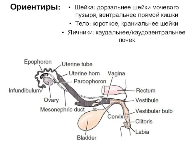 Ориентиры: Шейка: дорзальнее шейки мочевого пузыря, вентральнее прямой кишки Тело: короткое, краниальнее шейки Яичники: каудальнее/каудовентральнее почек