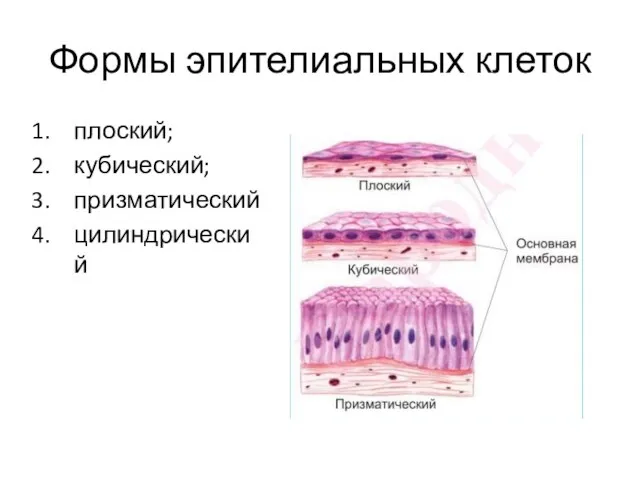 Формы эпителиальных клеток плоский; кубический; призматический цилиндрический