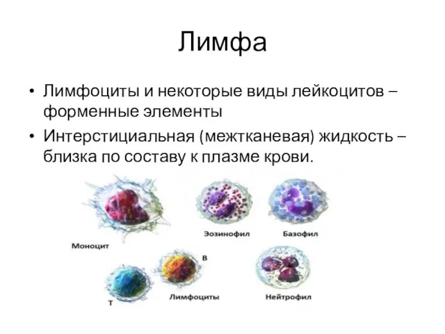 Лимфа Лимфоциты и некоторые виды лейкоцитов – форменные элементы Интерстициальная (межтканевая) жидкость