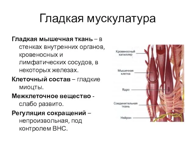 Гладкая мускулатура Гладкая мышечная ткань – в стенках внутренних органов, кровеносных и