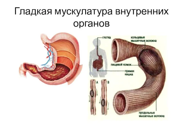 Гладкая мускулатура внутренних органов