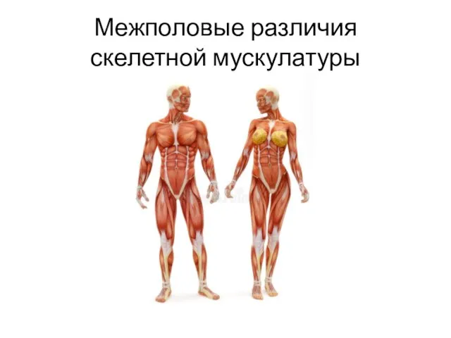 Межполовые различия скелетной мускулатуры