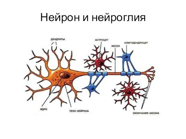 Нейрон и нейроглия