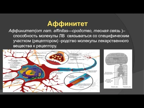 Аффинитет Аффинитет(от лат. affinitas—сродство, тесная связь )– способность молекулы ЛВ связываться со