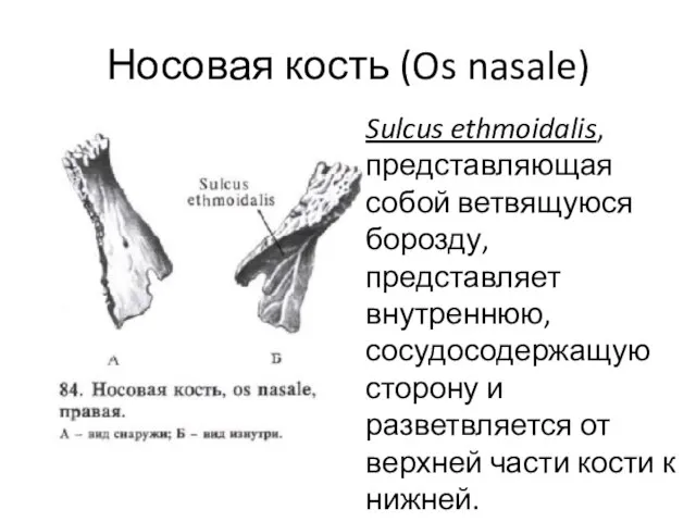 Носовая кость (Os nasale) Sulcus ethmoidalis, представляющая собой ветвящуюся борозду, представляет внутреннюю,