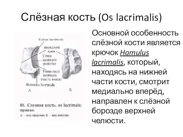 Слёзная кость (Os lacrimalis) Основной особенность слёзной кости является крючок Hamulus lacrimalis,