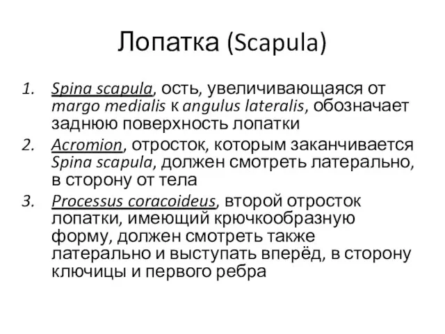 Лопатка (Scapula) Spina scapula, ость, увеличивающаяся от margo medialis к angulus lateralis,