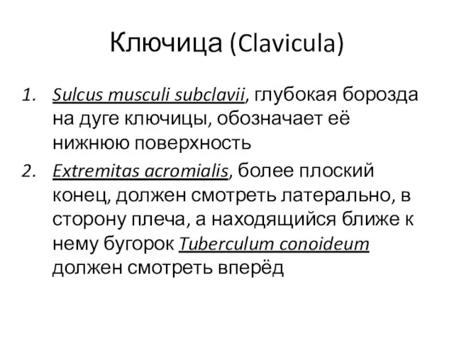 Ключица (Clavicula) Sulcus musculi subclavii, глубокая борозда на дуге ключицы, обозначает её