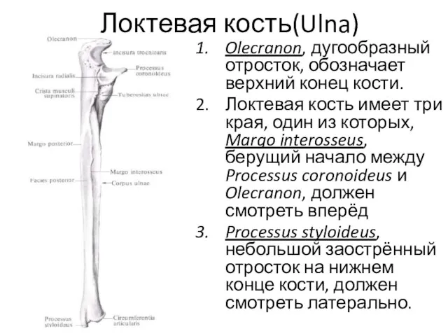 Локтевая кость(Ulna) Olecranon, дугообразный отросток, обозначает верхний конец кости. Локтевая кость имеет