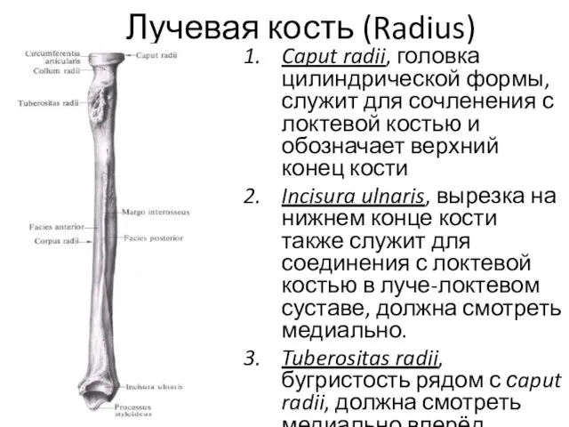 Лучевая кость (Radius) Caput radii, головка цилиндрической формы, служит для сочленения с