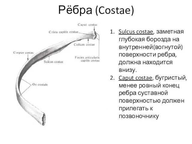 Рёбра (Costae) Sulcus costae, заметная глубокая борозда на внутренней(вогнутой) поверхности ребра, должна