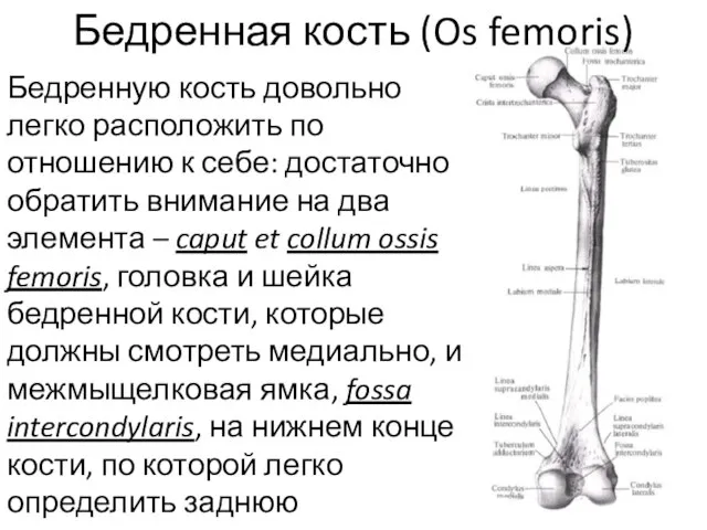 Бедренная кость (Os femoris) Бедренную кость довольно легко расположить по отношению к