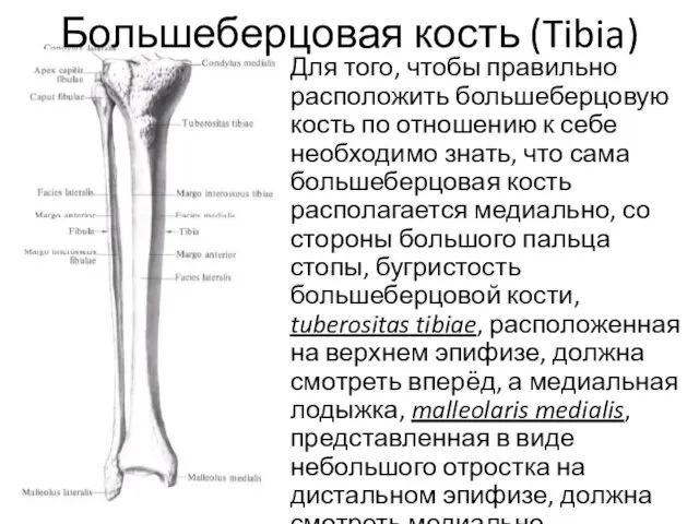 Большеберцовая кость (Tibia) Для того, чтобы правильно расположить большеберцовую кость по отношению