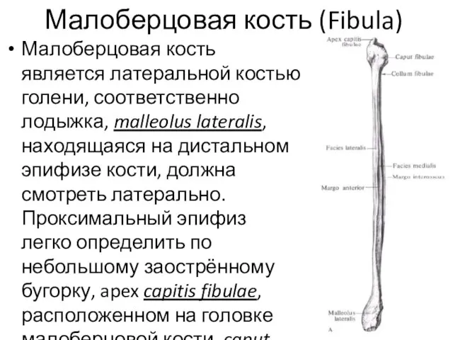 Малоберцовая кость (Fibula) Малоберцовая кость является латеральной костью голени, соответственно лодыжка, malleolus