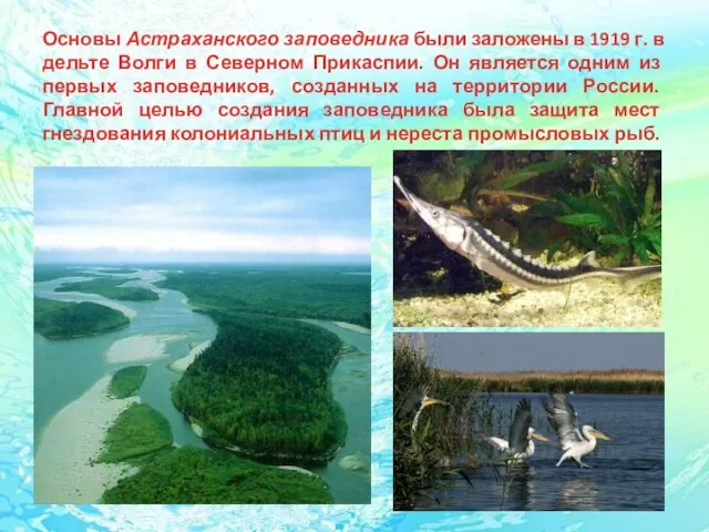 Основы Астраханского заповедника были заложены в 1919 г. в дельте Волги в