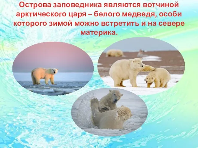 Острова заповедника являются вотчиной арктического царя – белого медведя, особи которого зимой