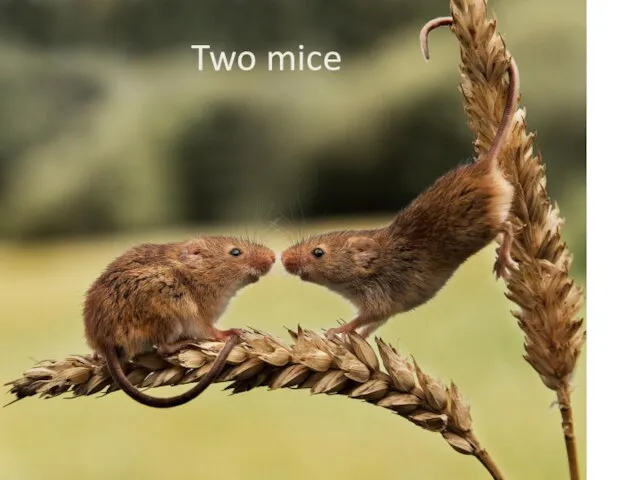 Two mice